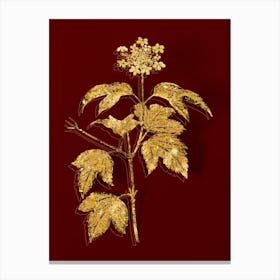 Vintage Guelder Rose Botanical in Gold on Red n.0537 Canvas Print