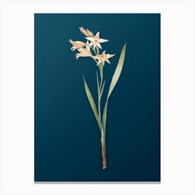 Vintage Gladiolus Cuspidatus Botanical Art on Teal Blue n.0042 Canvas Print