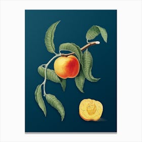 Vintage Peach Botanical Art on Teal Blue n.0041 Canvas Print