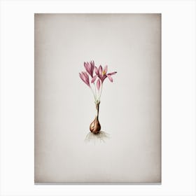 Vintage Autumn Crocus Botanical on Parchment n.0383 Canvas Print