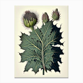 Burdock Herb Vintage Botanical Canvas Print