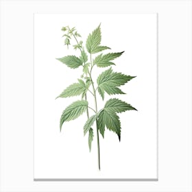 Stinging Nettle Vintage Botanical Herbs 3 Canvas Print
