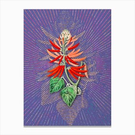 Vintage Naked Flowering Erythrina Botanical Illustration on Veri Peri n.0158 Canvas Print