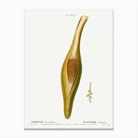 Date Palm, Pierre Joseph Redoute (2) 1 Canvas Print