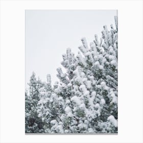 Snow Covered Tree Canvas Print