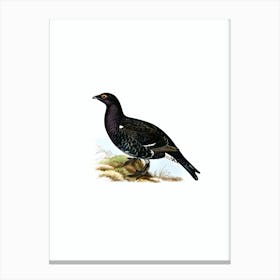 Vintage Hybrid Between Black Grouse And Western Capercaillie Bird Illustration on Pure White n.0200 Canvas Print