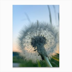 Dandelion Canvas Print