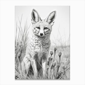 Bengal Fox In A Field Pencil Drawing 1 Canvas Print