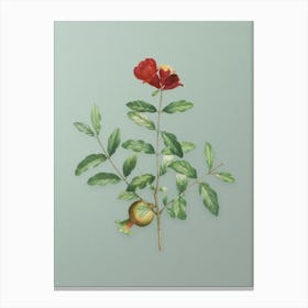 Vintage Pomegranate Branch Botanical Art on Mint Green n.0312 Canvas Print
