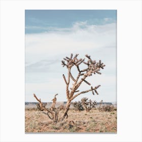 Rattail Cactus Canvas Print