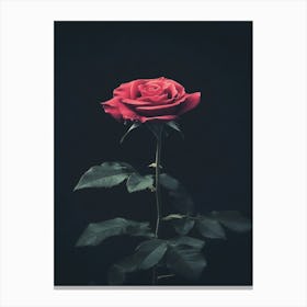 Dark Rose 157 Canvas Print