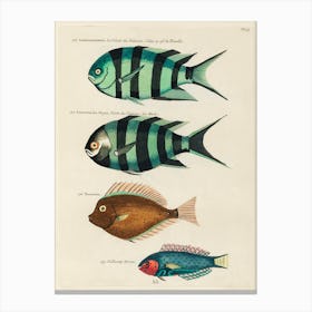 Colourful And Surreal Illustrations Of Fishes Found In Moluccas (Indonesia) And The East Indies By Louis Renard(78) Canvas Print