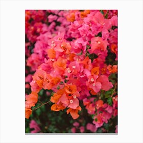 California Blooms Xii Canvas Print