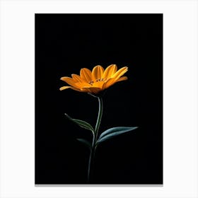 Single Flower On A Black Background 9 Canvas Print