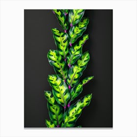 Green Plant On Black Background 1 Canvas Print