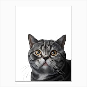 Gray Cat Canvas Print