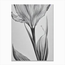 Iris B&W Pencil 3 Flower Canvas Print