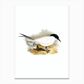 Vintage Great Footed Tern Bird Illustration on Pure White n.0403 Canvas Print