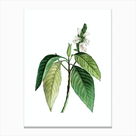 Vintage Malabar Nut Botanical Illustration on Pure White n.0647 Canvas Print