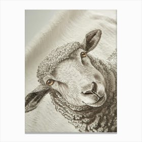 Sheep 2 Canvas Print