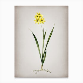 Vintage Ixia Fusco Citrina Botanical on Parchment n.0765 Canvas Print