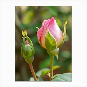 English Roses Painting Rosebud 4 Canvas Print