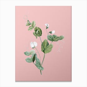 Vintage White Pea Flower Botanical on Soft Pink n.0937 Canvas Print