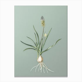 Vintage Muscari Ambrosiacum Botanical Art on Mint Green n.0744 Canvas Print