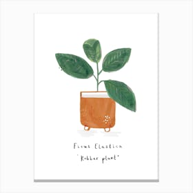Rubber Plant Canvas Print