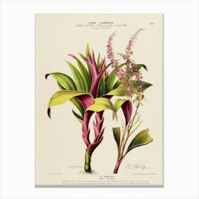 Botanical Print 4 Canvas Print