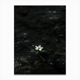 Flower On A Rock 3 Canvas Print