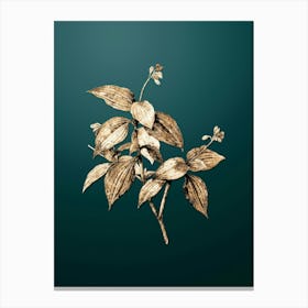 Gold Botanical Tradescantia Erecta on Dark Teal n.4909 Canvas Print