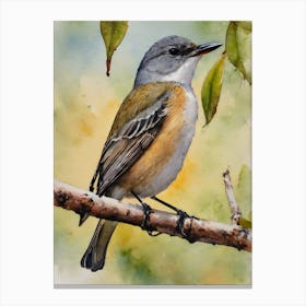 Mangrove Whistler Rare Bird Water Colour 1 Canvas Print