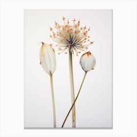 Pressed Wildflower Botanical Art Ramps Allium 1 Canvas Print