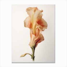 Pressed Flower Botanical Art Gladiolus 1 Canvas Print