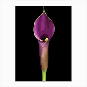 Elegant Purple Calla Lily Illustration Canvas Print