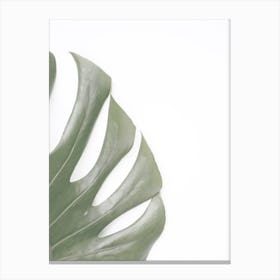 Tropical Monstera Canvas Print