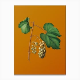Vintage Friulli Grape Botanical on Sunset Orange Canvas Print