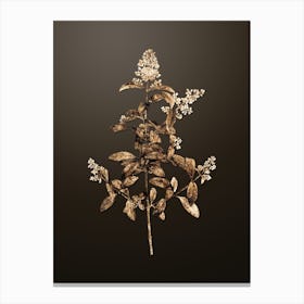 Gold Botanical Wild Privet on Chocolate Brown n.3424 Canvas Print