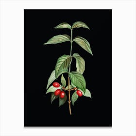 Vintage Cornelian Cherry Botanical Illustration on Solid Black n.0364 Canvas Print
