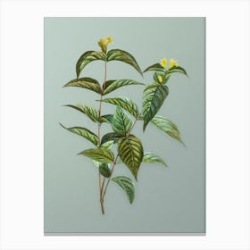 Vintage Northern Bush Honeysuckle Flowers Botanical Art on Mint Green n.0306 Canvas Print