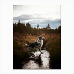 Scotland Border Collie in The Water - Scotland Highland UK dog photo print - moody animal photography Canvas Print