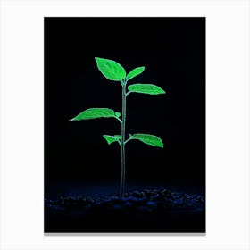 Young Plant In The Dark 4 Canvas Print