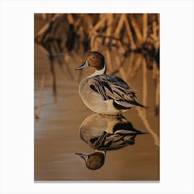 Wildlife Lake Duck Canvas Print