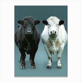 Black And White Cows Canvas Print