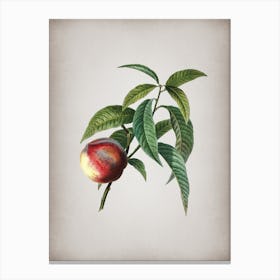 Vintage Peach Botanical on Parchment Canvas Print