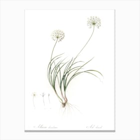 Allium Denudatum Illustration, Pierre Joseph Redoute Canvas Print