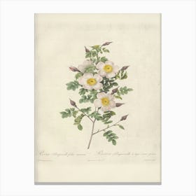 Rose Illustration, Pierre Joseph Redoute (28) Canvas Print