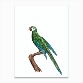 Vintage The Blue Winged Macaw Bird Illustration on Pure White Canvas Print