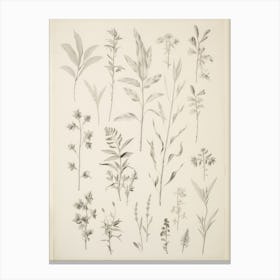 Vintage Leaf Collection Drawing Canvas Print